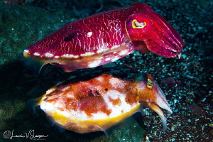 Broadclub Cuttlefish/Photographed with a Canon 60 mm macr... by Laurie Slawson 